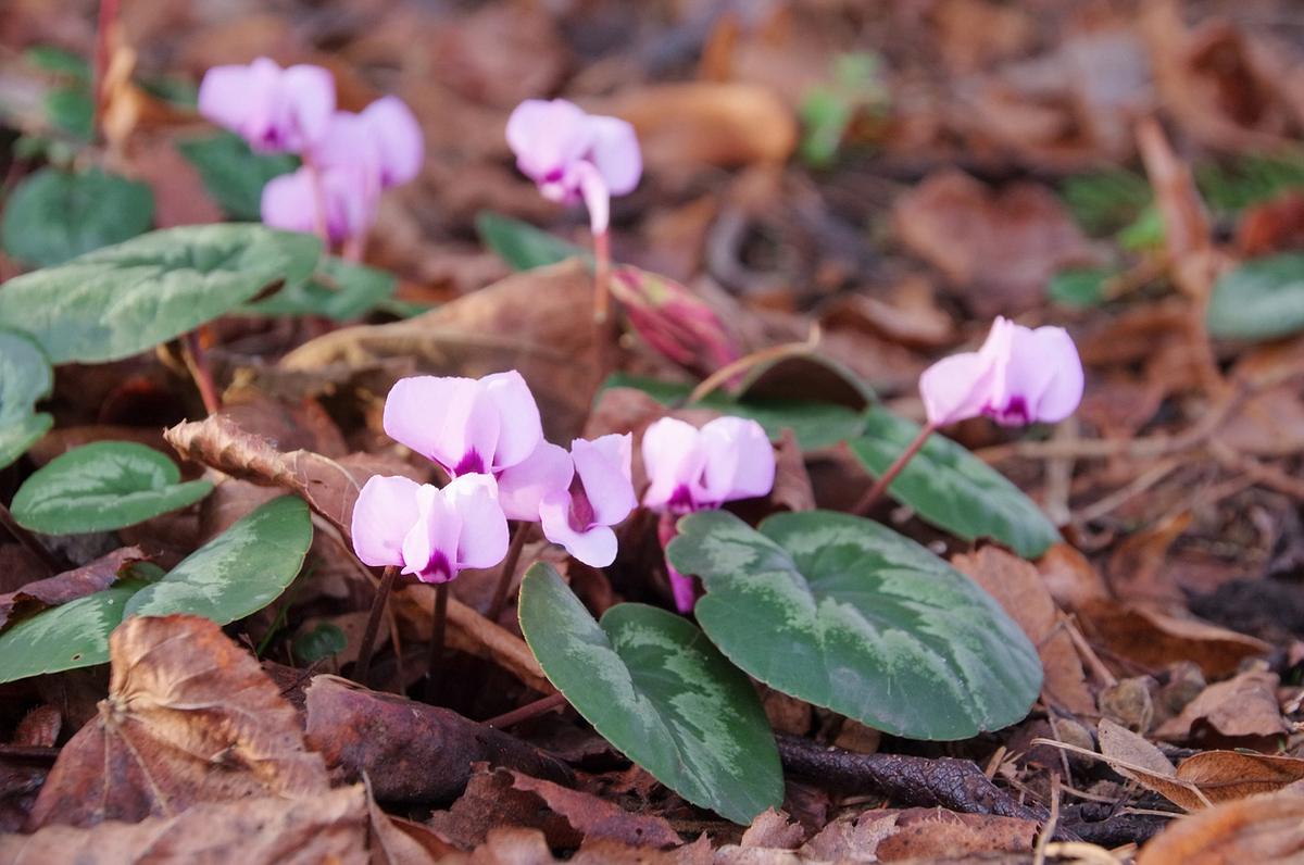 Cyclamen purpurascens