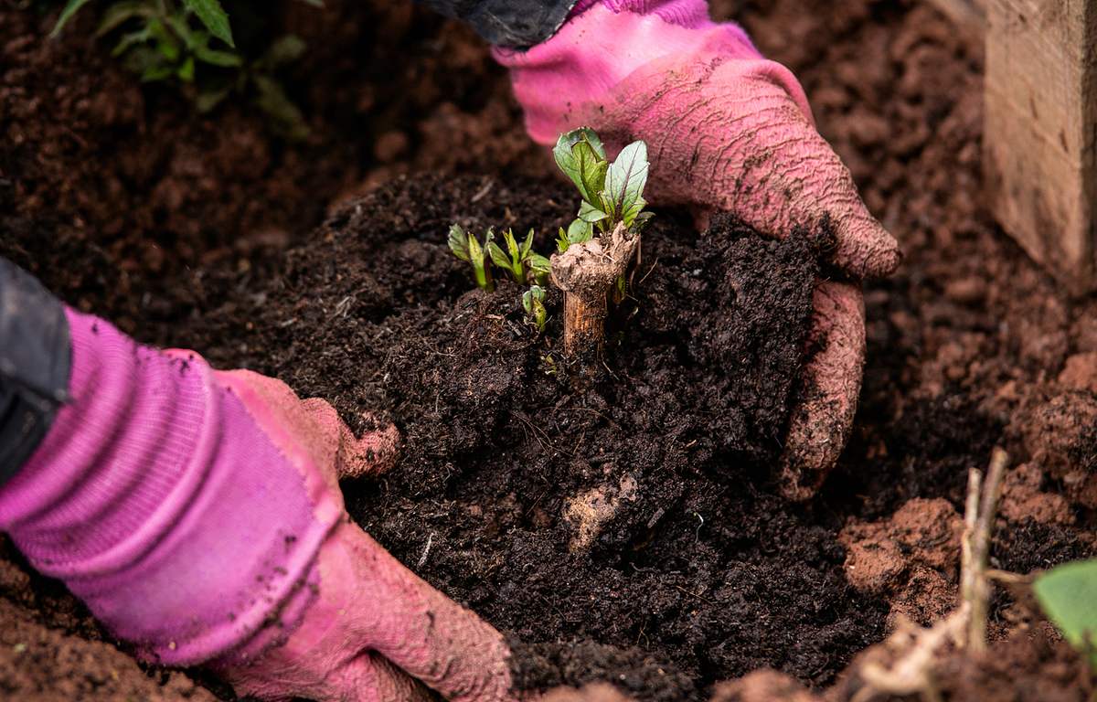 Eine austreibende Dahlien-Knolle wird von zwei Händen in pinken Gartenhandschuhen mit Erde bedeckt