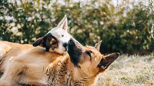 Darmsanierung beim Hund  - Foto: nikkimeel/iStock