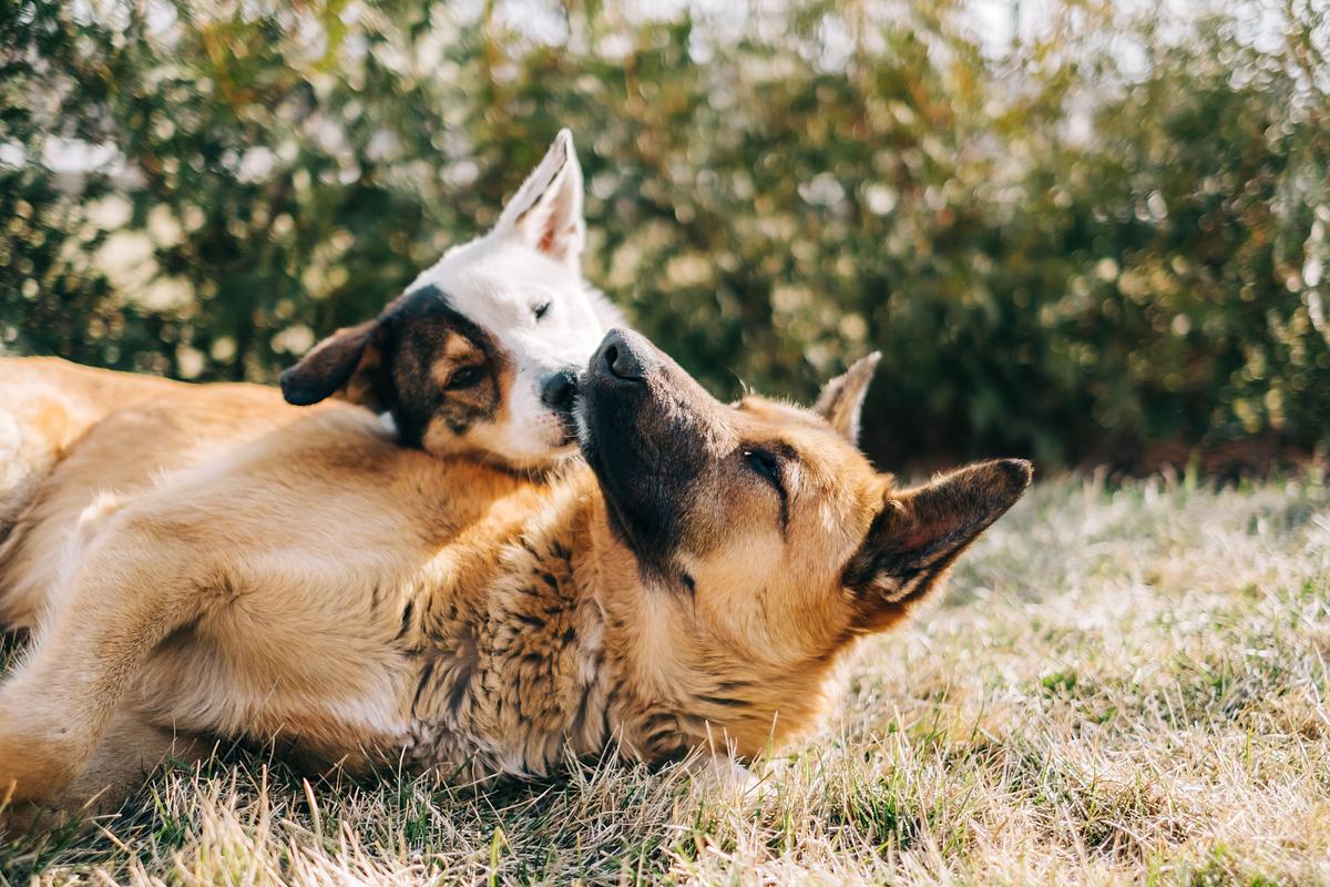 Darmsanierung beim Hund 