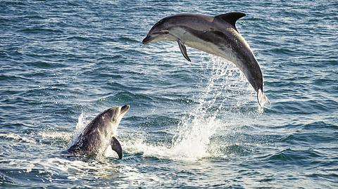 Zauberhafte Meeresbewohner: Wie Delfine sich selbst heilen - Foto: georgeclerk / iStock