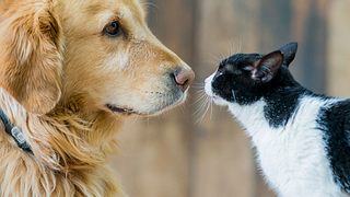 Hund und Katze beschnüffeln sich.  - Foto: FatCamera / iStock