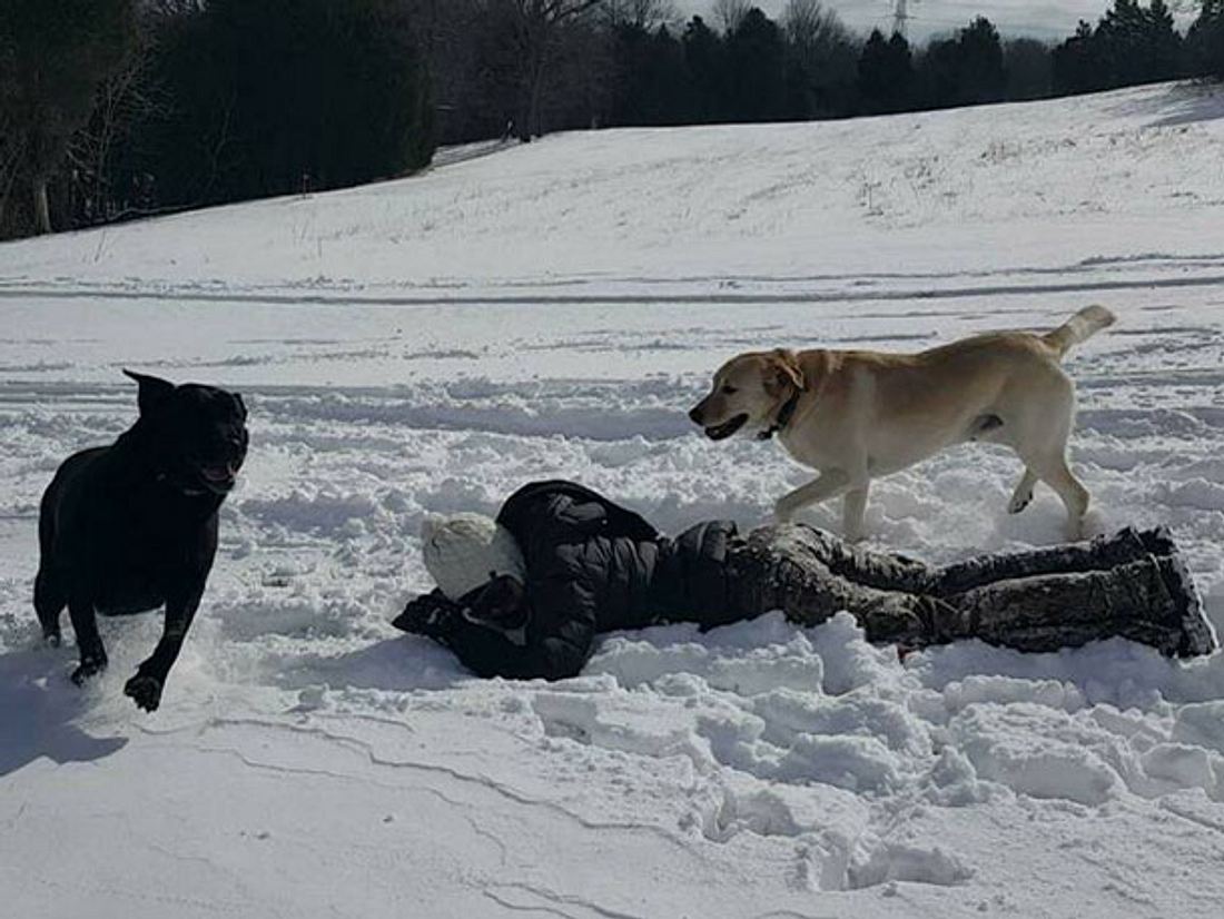 Labrador Retriever Dew und seine Schwester Lily sind wahre Abenteurer. Dew und Lily spielen im Schnee.