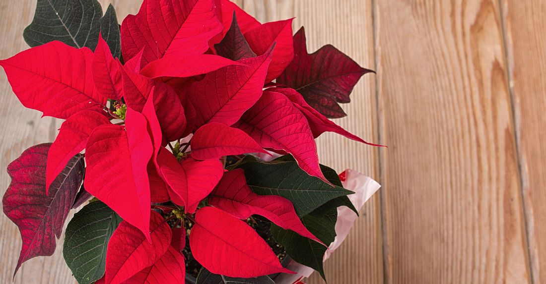 Die Geburtsblume für Dezember ist der Weihnachtsstern. Die Geburtsblume für Dezember ist der Weihnachtsstern.