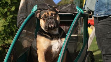 Die Unvermittelbaren Hund Bruno - Foto: RTL+