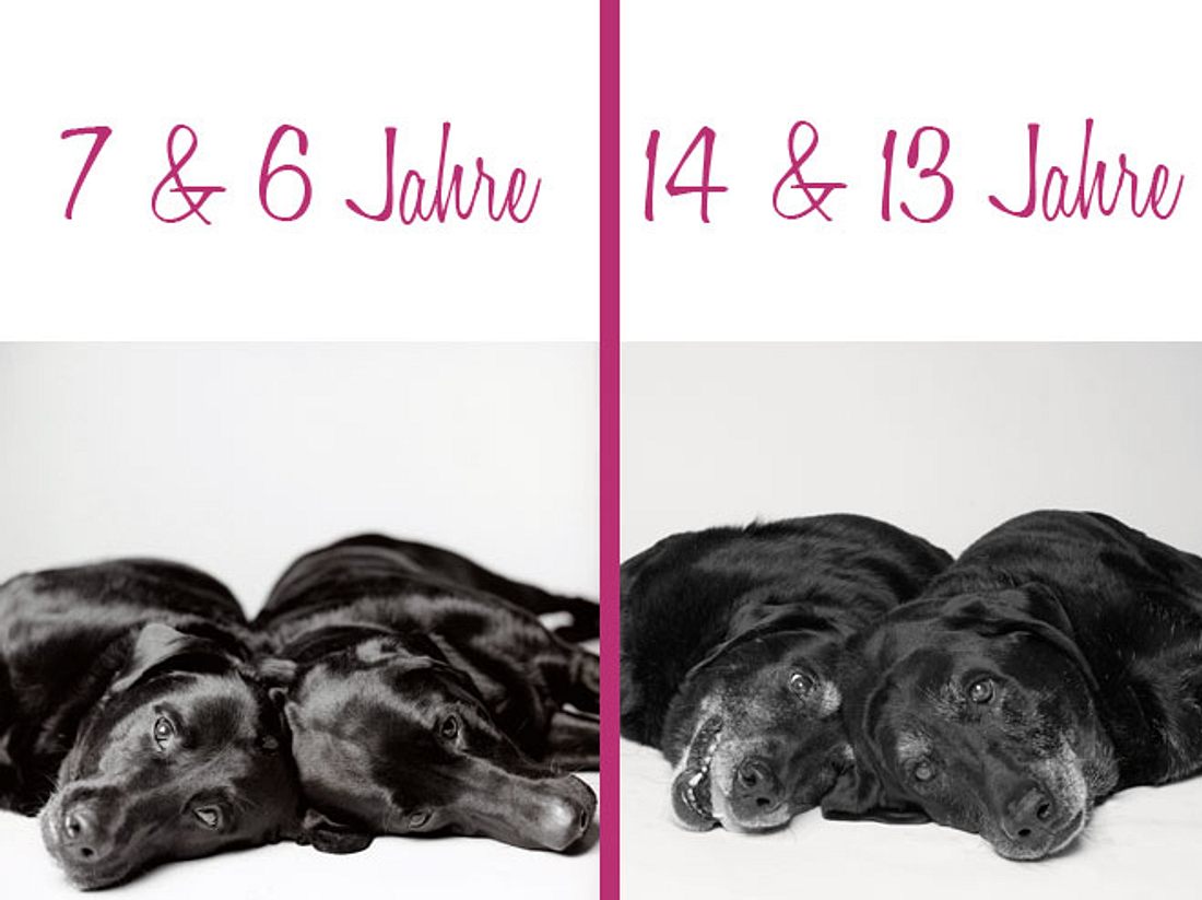 Wie Pech und Schwefel: Die beiden Hundedamen halten ihr Leben lang zueinander. Dog Years: Maddie und Elle, die Labrador Retriever