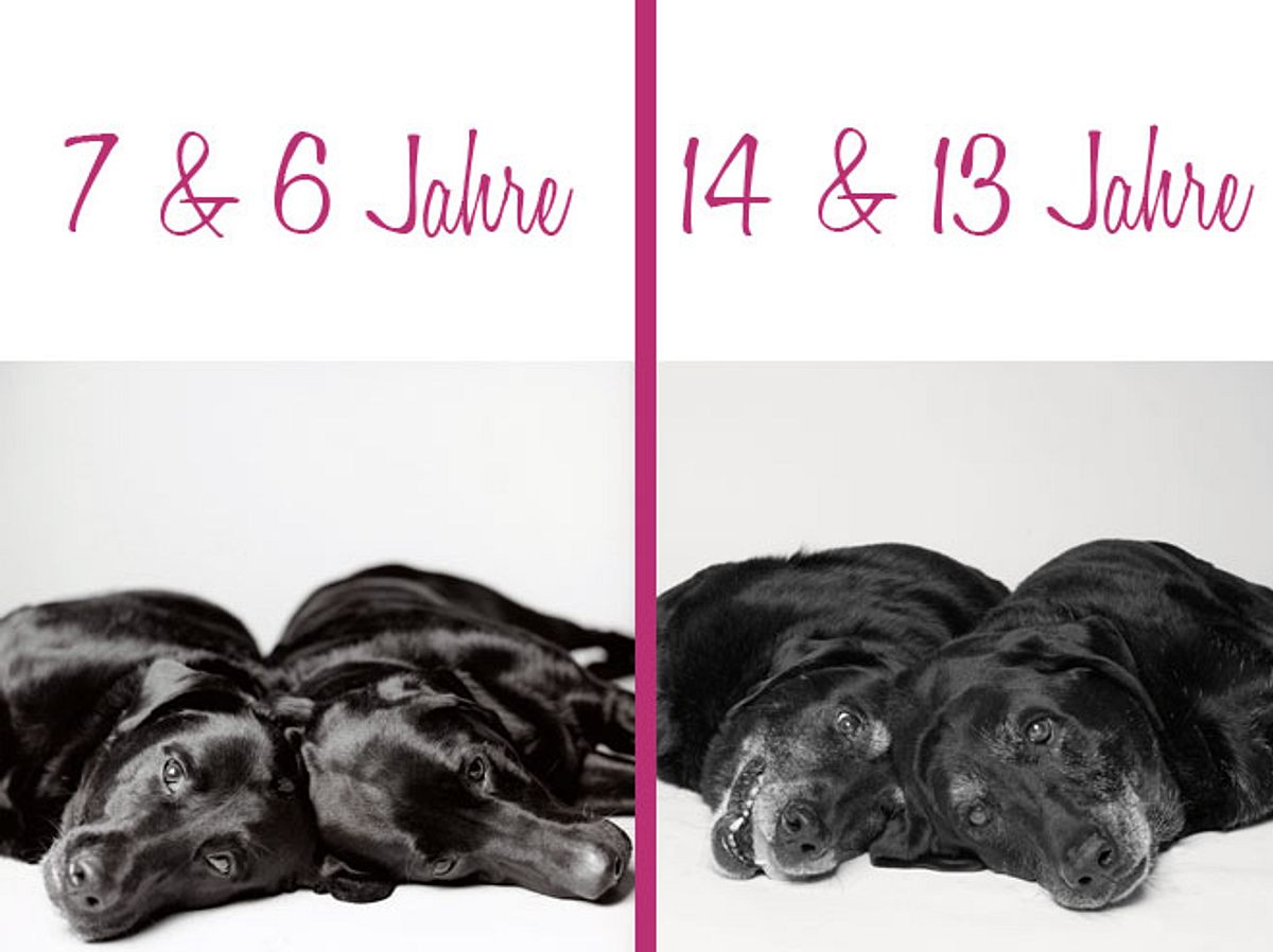 Dog Years: Maddie und Elle, die Labrador Retriever