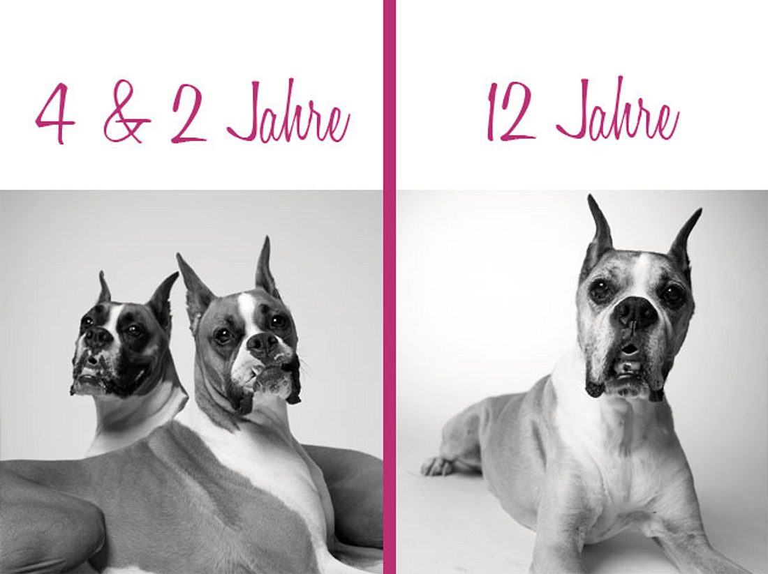 In zehn Jahren kann sich vieles verändern ... Dog Years: Winston musste sich von Lola verabschieden