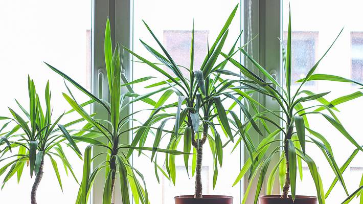 Vier Drachenbäume in Töpfen auf einer Fensterbank - Foto: iStock / janzwolinski