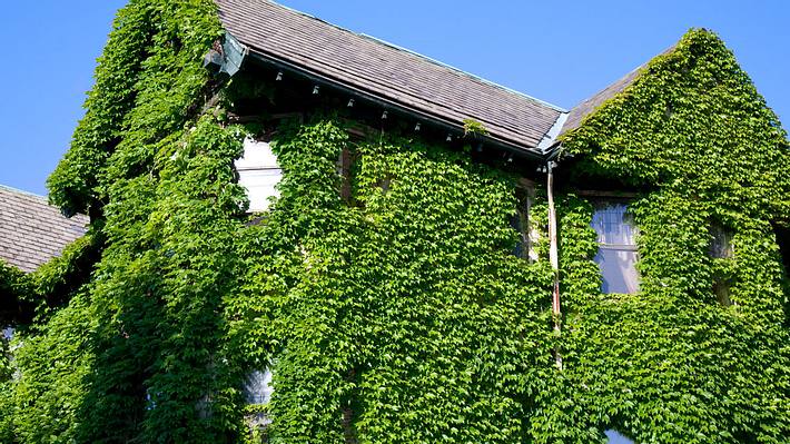 Efeu an der Hauswand - Foto: _snark_ / iStock