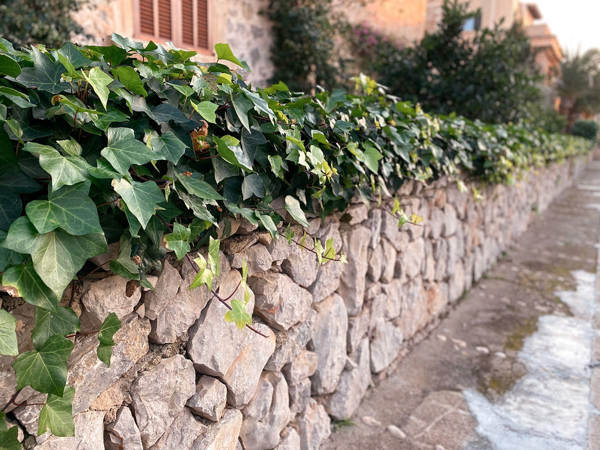 Efeu auf Steinmauer gepflanzt