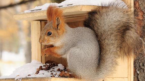 Eichhörnchen füttern: Was Sie wissen sollten - Foto: Nekan / iStock