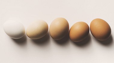Die große Eierkunde: Fragen und Antworten rund ums Ei - Foto: kizilkayaphotos / iStock