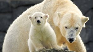 „Eine Hertha“: Eisbärbaby in Berlin hat Namen - Foto: Tierpark Berlin