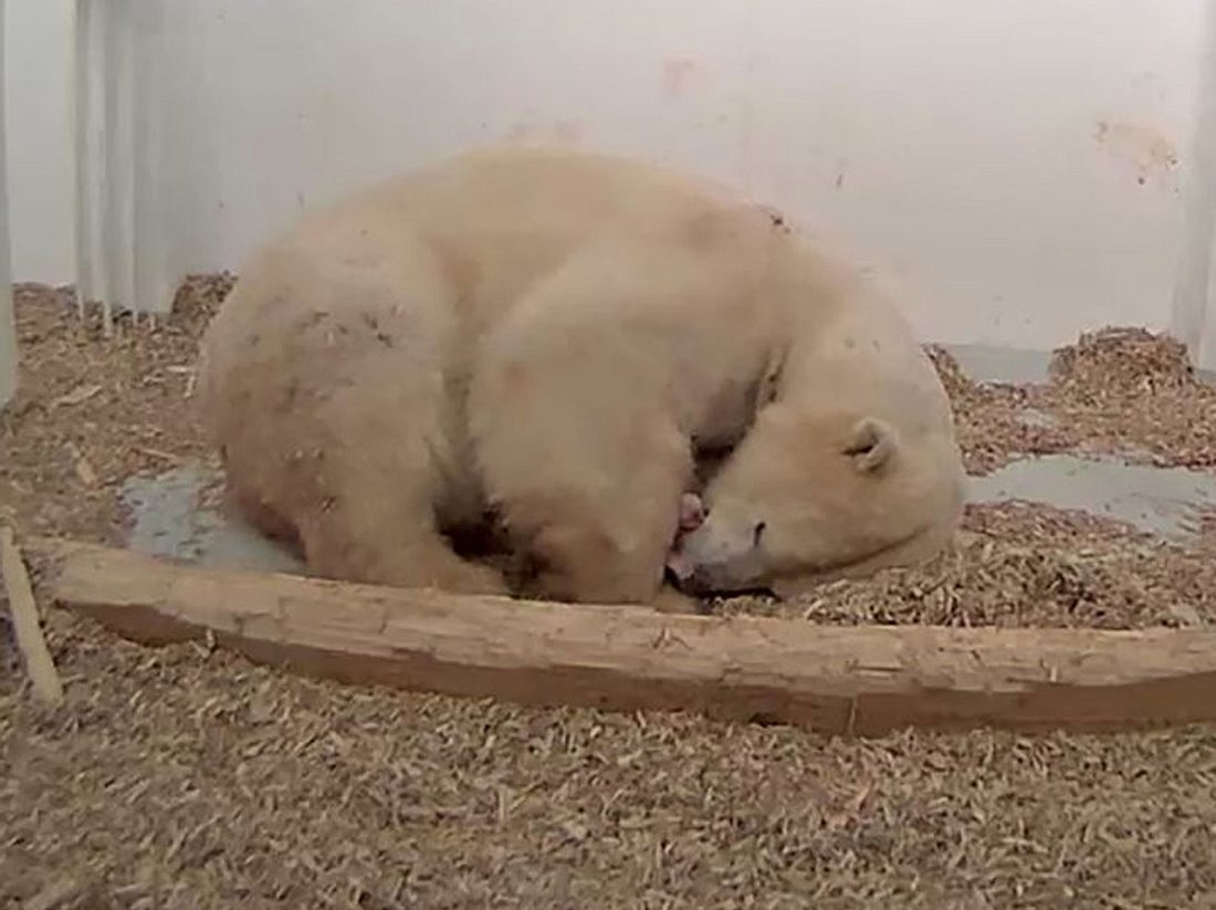 So geht es dem Eisbärbaby im Tierpark Berlin