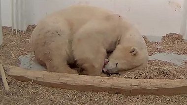 So geht es dem Eisbärbaby im Tierpark Berlin