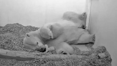 Das Baby, das von Eisbärin Tonja zur Welt gebracht wurde, ist tot. - Foto: Tierpark Berlin