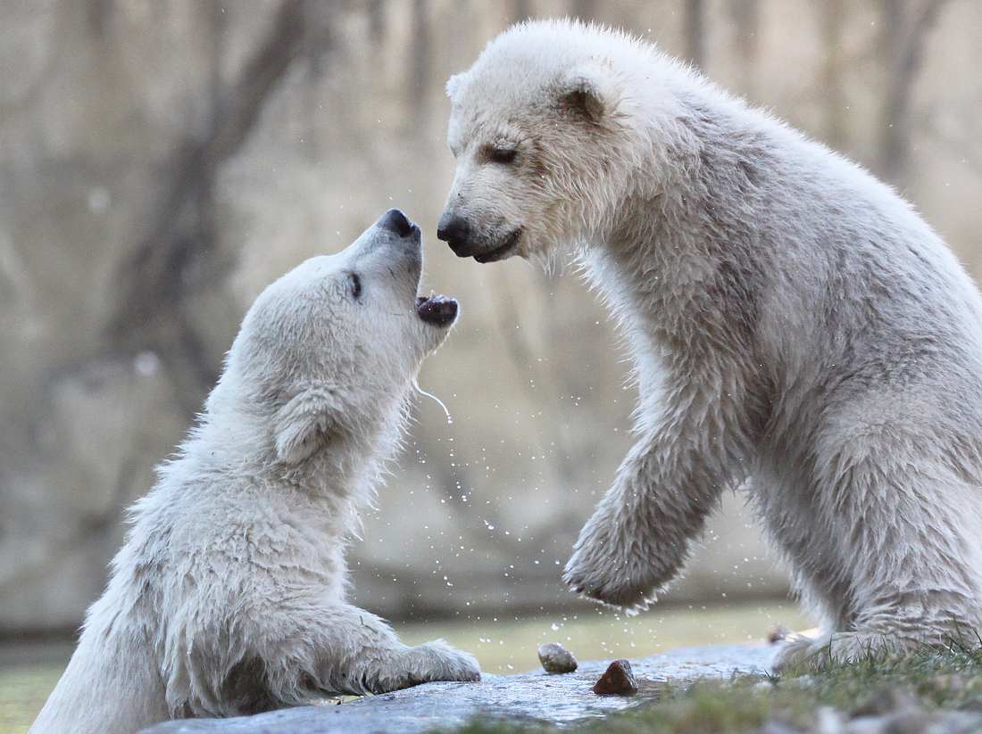 Eisbären-Zwillinge Zoo Rostock 