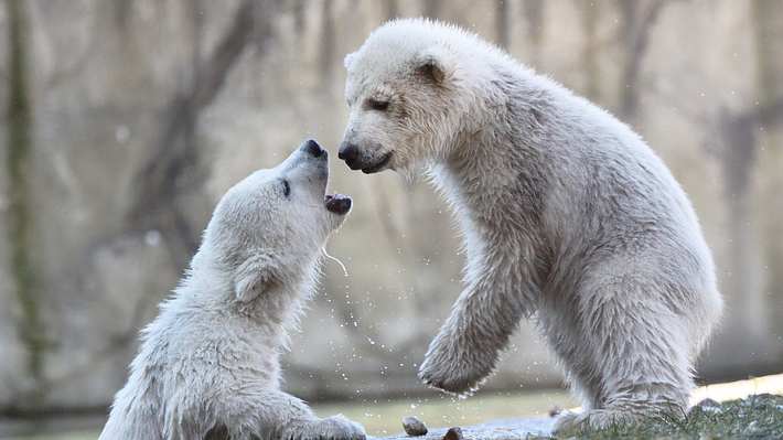 Eisbären Zwillinge Zoo Rostock  - Foto: Zoo Rostock