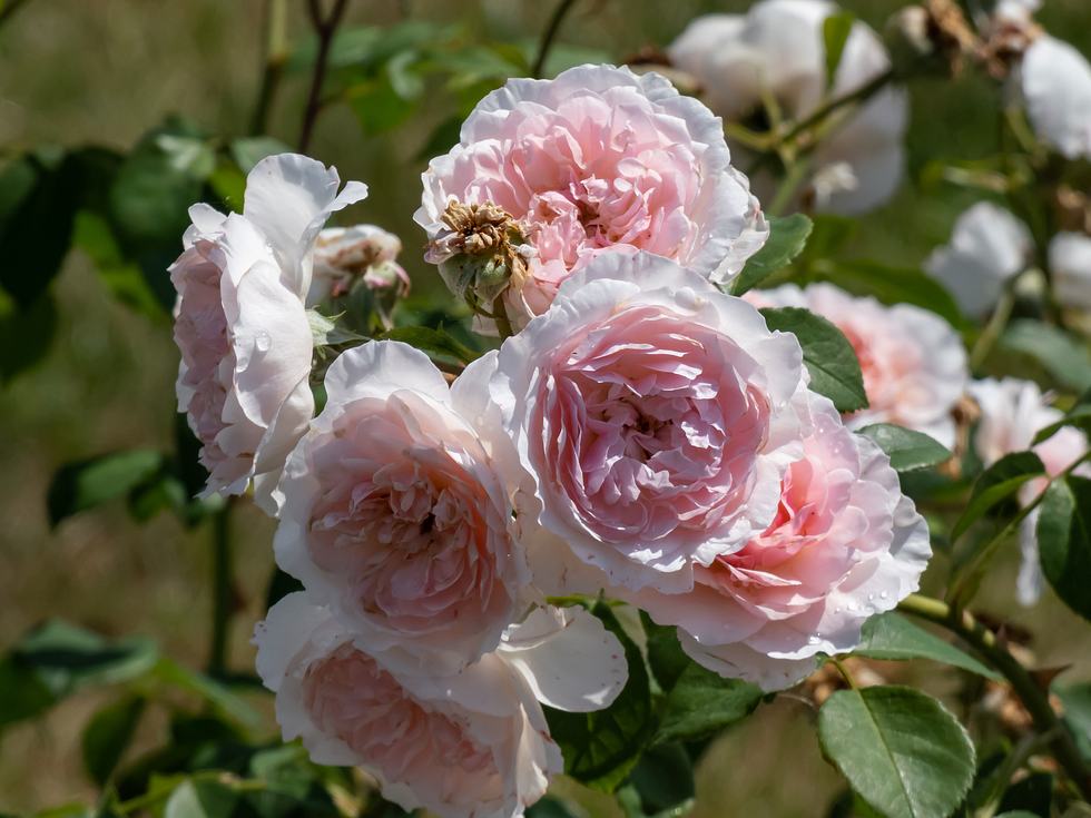 Englische Rosen im Garten