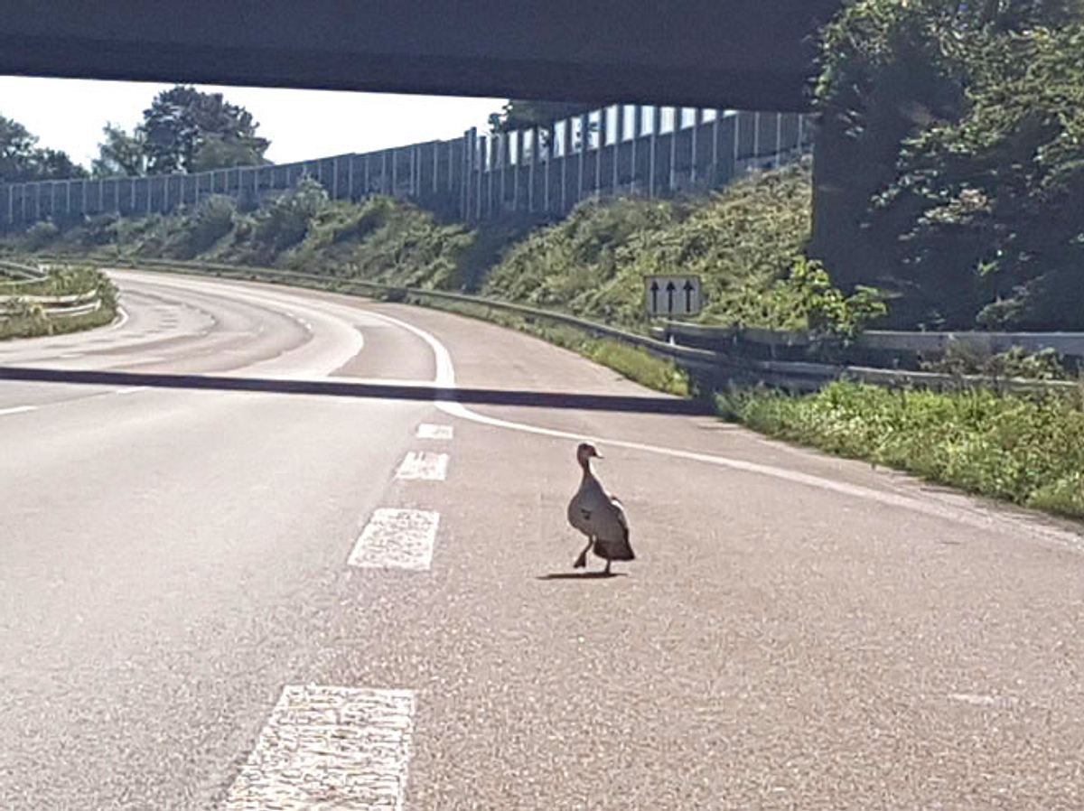 Nachdem einige ihrer Küken von einem Auto erfasst wurden, suchte eine Entenmutter auf der A3 nach Überlebenden.