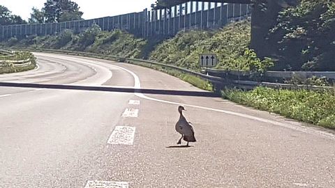 Nachdem einige ihrer Küken von einem Auto erfasst wurden, suchte eine Entenmutter auf der A3 nach Überlebenden. - Foto: Polizei Köln