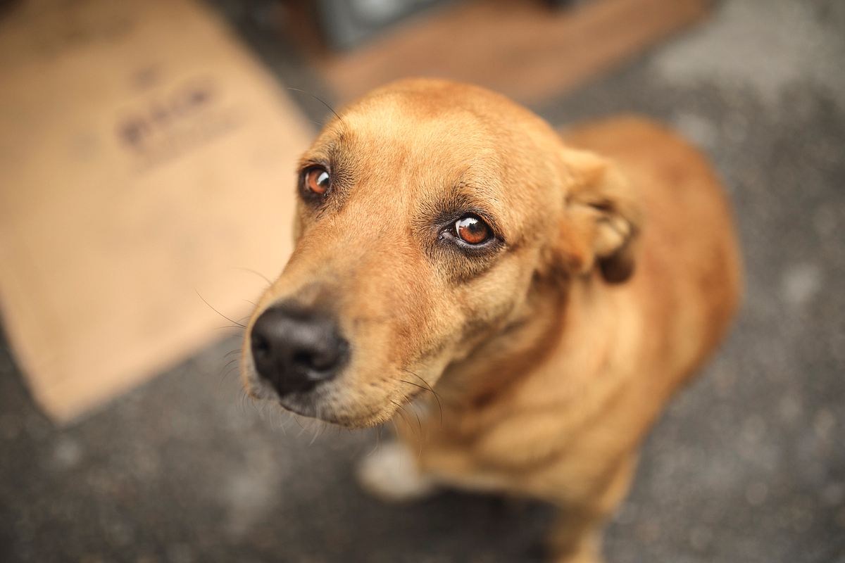 Hund schaut unglücklich in die Kamera. 