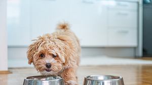 Hund vor Näpfen aus der Hunde-Erstausstattung - Foto: istock/ti-ja