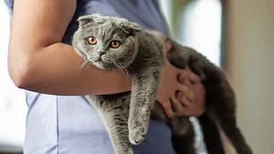 Erstausstattung Katze - Foto: GettyImages/ Yulia Shaihudinova