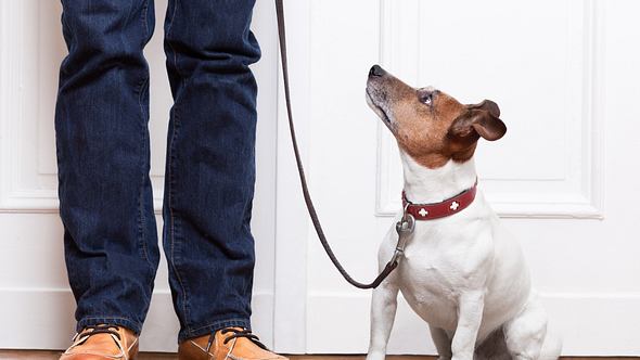 Hund mit Erziehungshalsband und Herrchen - Foto: iStock/damedeeso