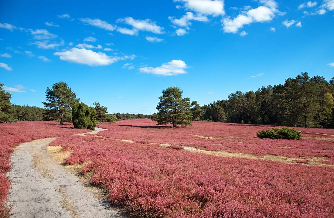 Lüneburger Heide Lüneburger Heide