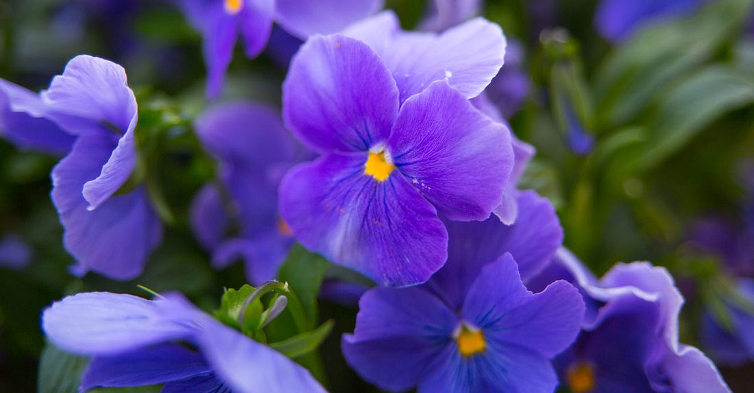 Die Geburtsblume für Februar ist das Veilchen. Die Geburtsblume für Februar ist das Veilchen.