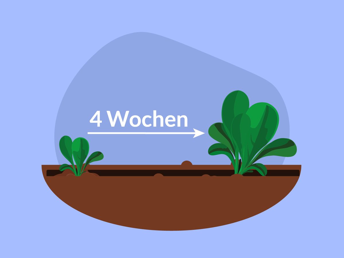 In wenigen Wochen kann geerntet werden