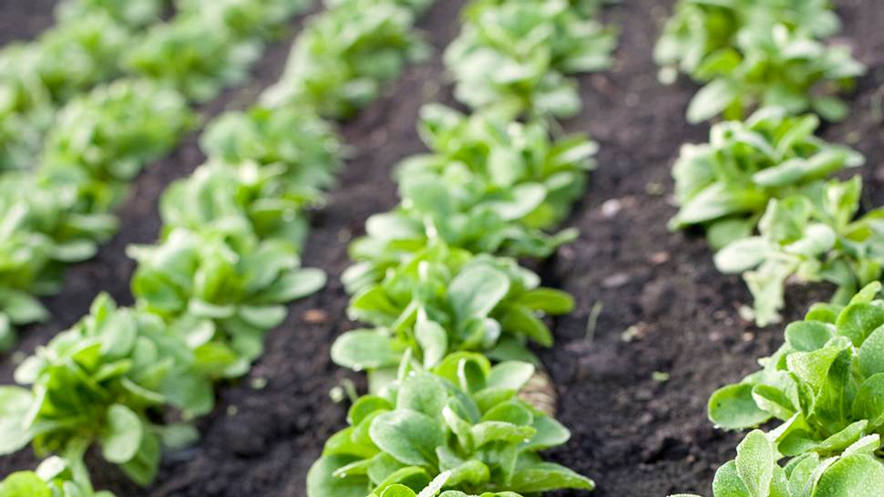 Feldsalat ist eine der beliebtesten Beilagen - Foto: iStock/fotogaby