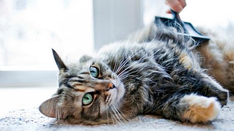 Fellpflege bei der Katze - Foto: iStock/MilenaKatzer