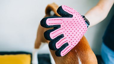 Fellpflege-Handschuh - Foto: iStock/ nikkimeel 