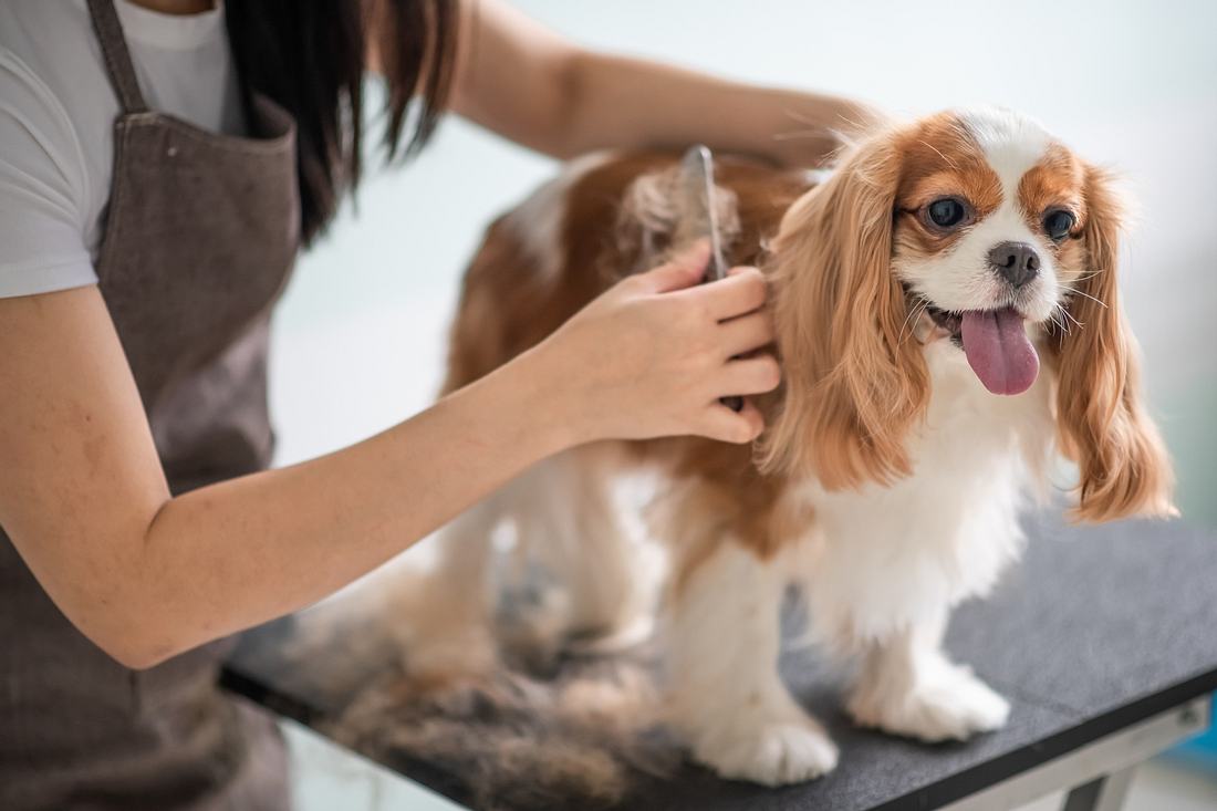 regelmäßige Fellpflege beim Hund ist wichtig