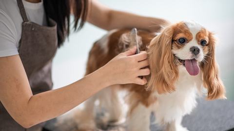 regelmäßige Fellpflege beim Hund ist wichtig - Foto: iStock/ Edwin Tan
