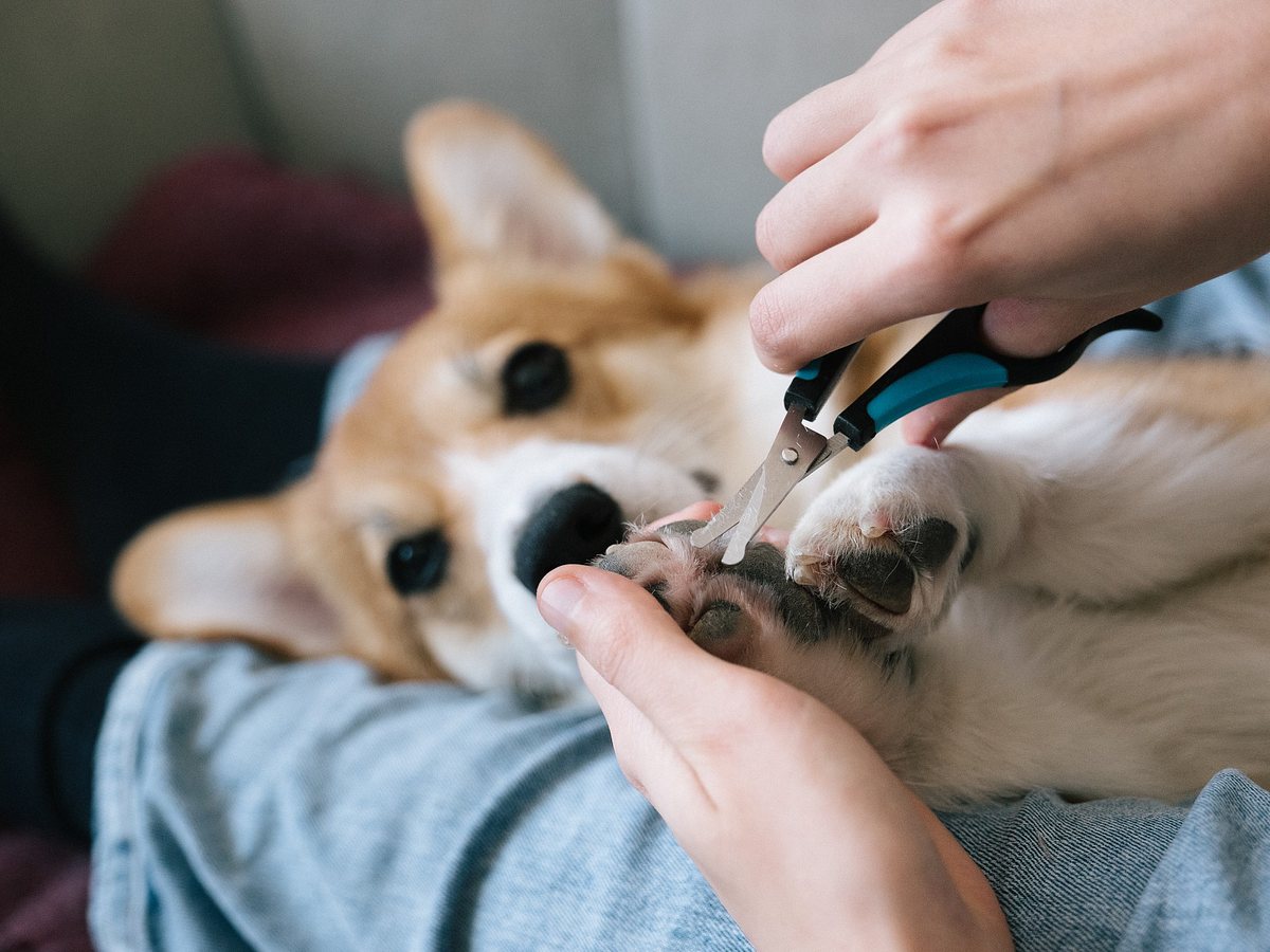 Hund wird mit Fellschere gepflegt 