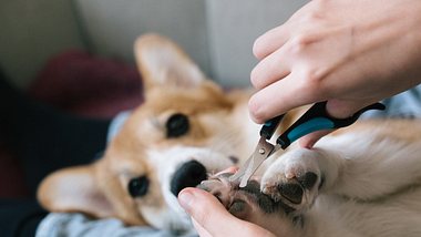 Hund wird mit Fellschere gepflegt  - Foto: iStock/fotografixx