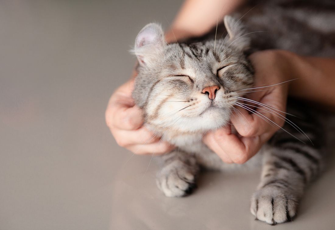 Katze wird gestreichelt Katze wird gestreichelt