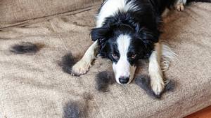 Fellwechsel beim Hund - Foto: Iuliia Zavalishina / iStock