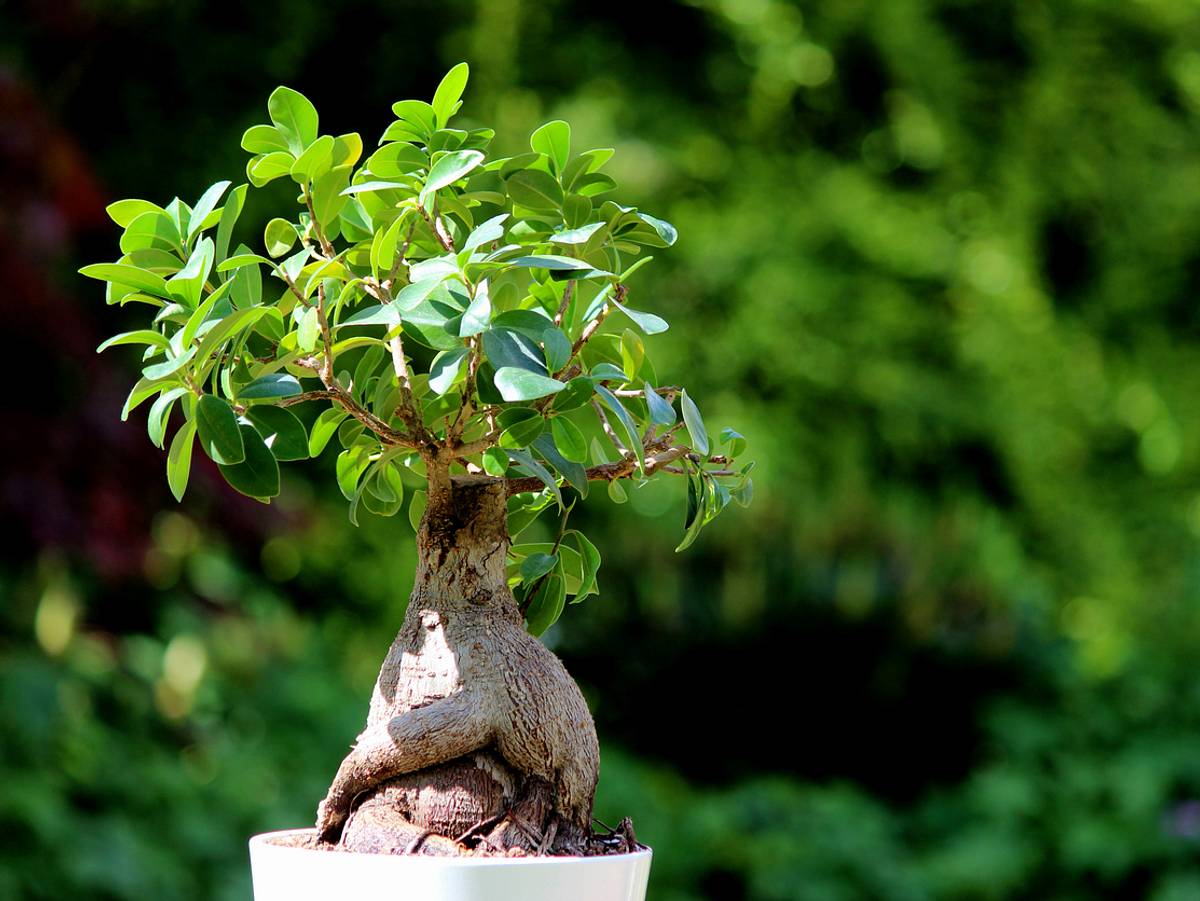 Ein süßer Bonsai!