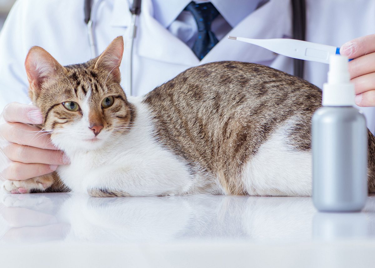 Fieber bei Katzen: Das steckt hinter der erhöhten Körpertemperatur