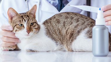 Fieber bei Katzen: Das steckt hinter der erhöhten Körpertemperatur - Foto: IMAGO / agefotostock