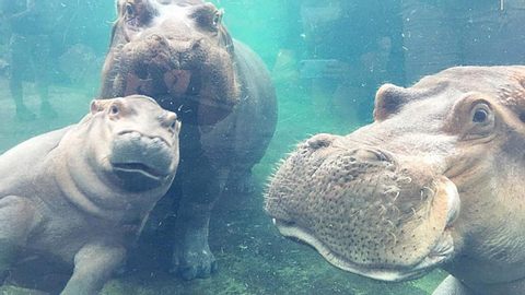 Nilpferd Fiona ist mit ihren Eltern vereint.  - Foto: Cincinnati Zoo / Instagram