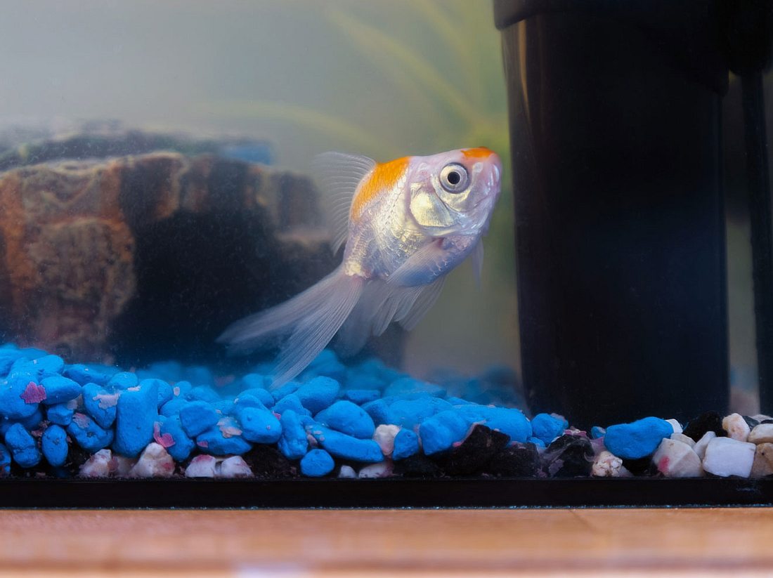 Welche Fische für Anfänger geeignet sind. Welche Fische für Anfänger geeignet sind.