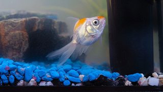 Welche Fische für Anfänger geeignet sind.  - Foto: JaCrispy / iStock 