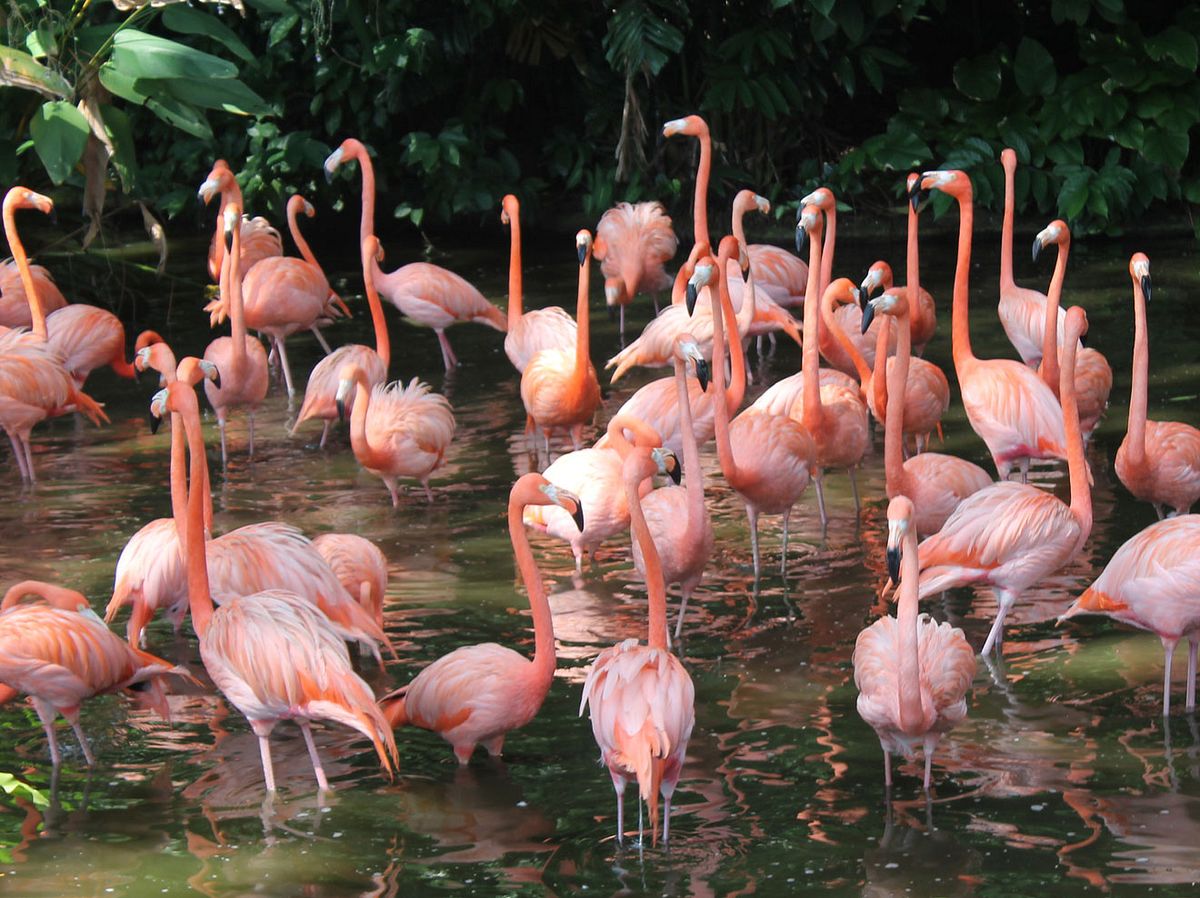 Flamingos