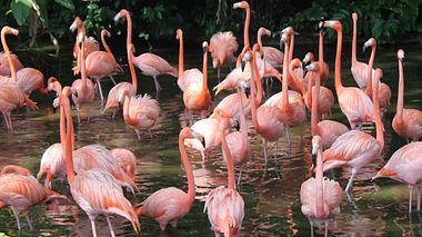 Flamingos - Foto: LittleElefant / iStock